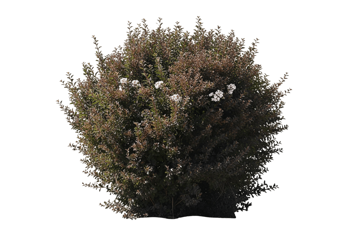 Little Devil™ Ninebark (Physocarpus Opulifolius Little Devil 'Donna May') - Ground Layers