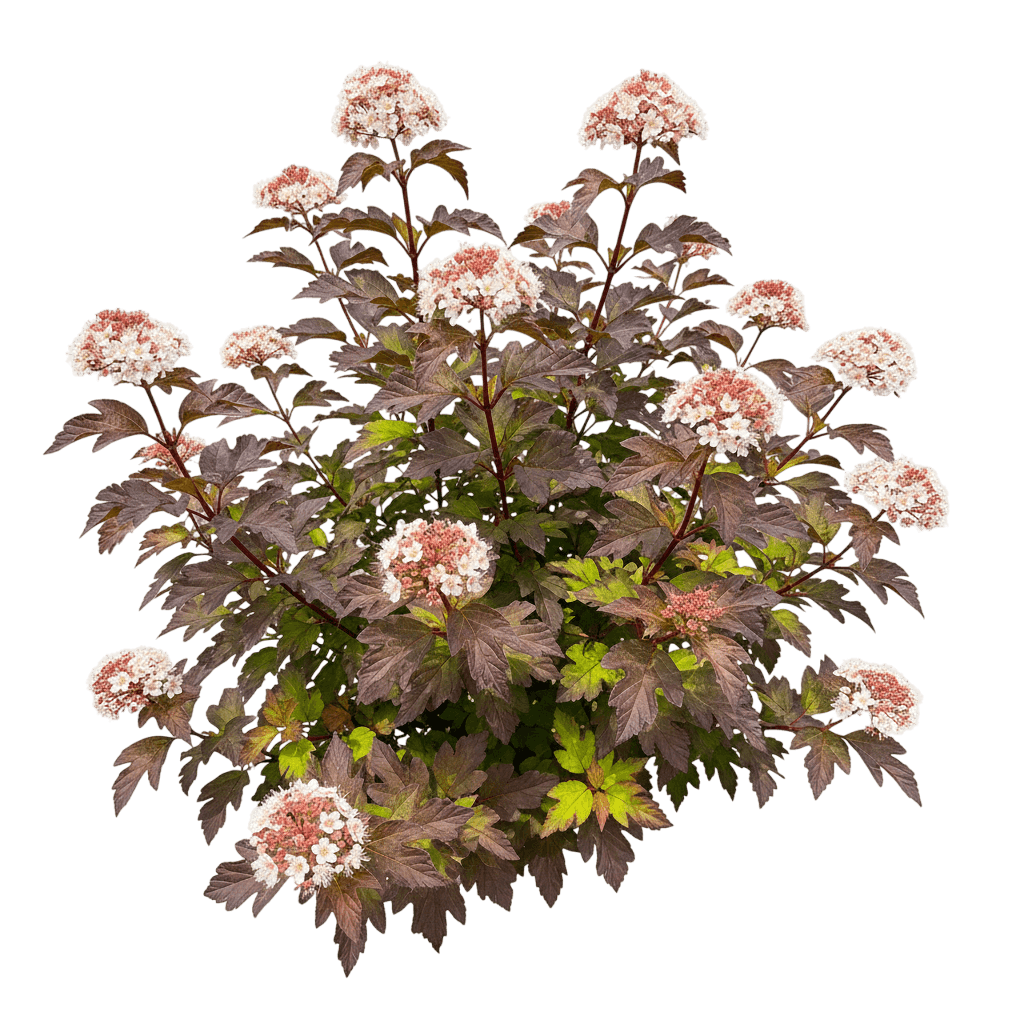 Ninebark, Center Glow® (Physocarpus Opulifolius Pp 16894 'Center Glow') - Ground Layers