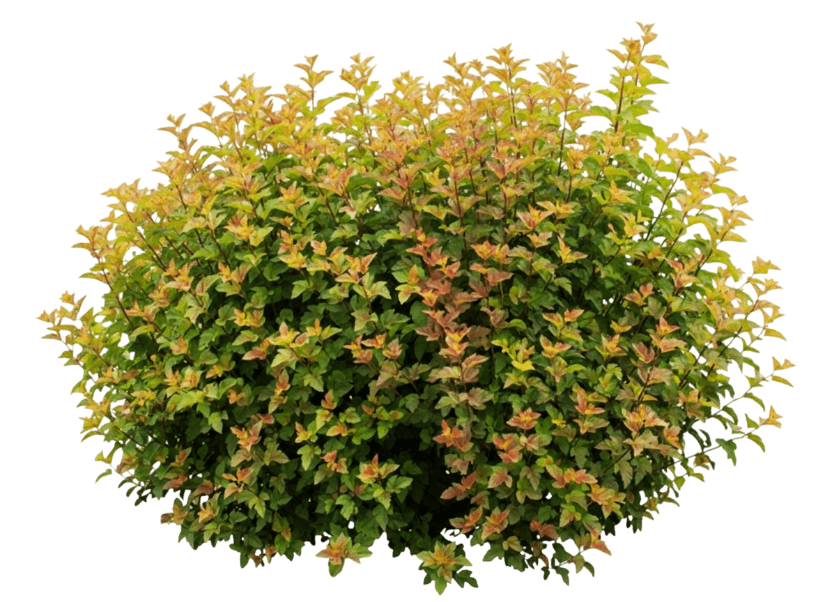 Ninebark, Amber Jubilee™ (Physocarpus Opulifolius Pp 23177 'Jefam') - Ground Layers