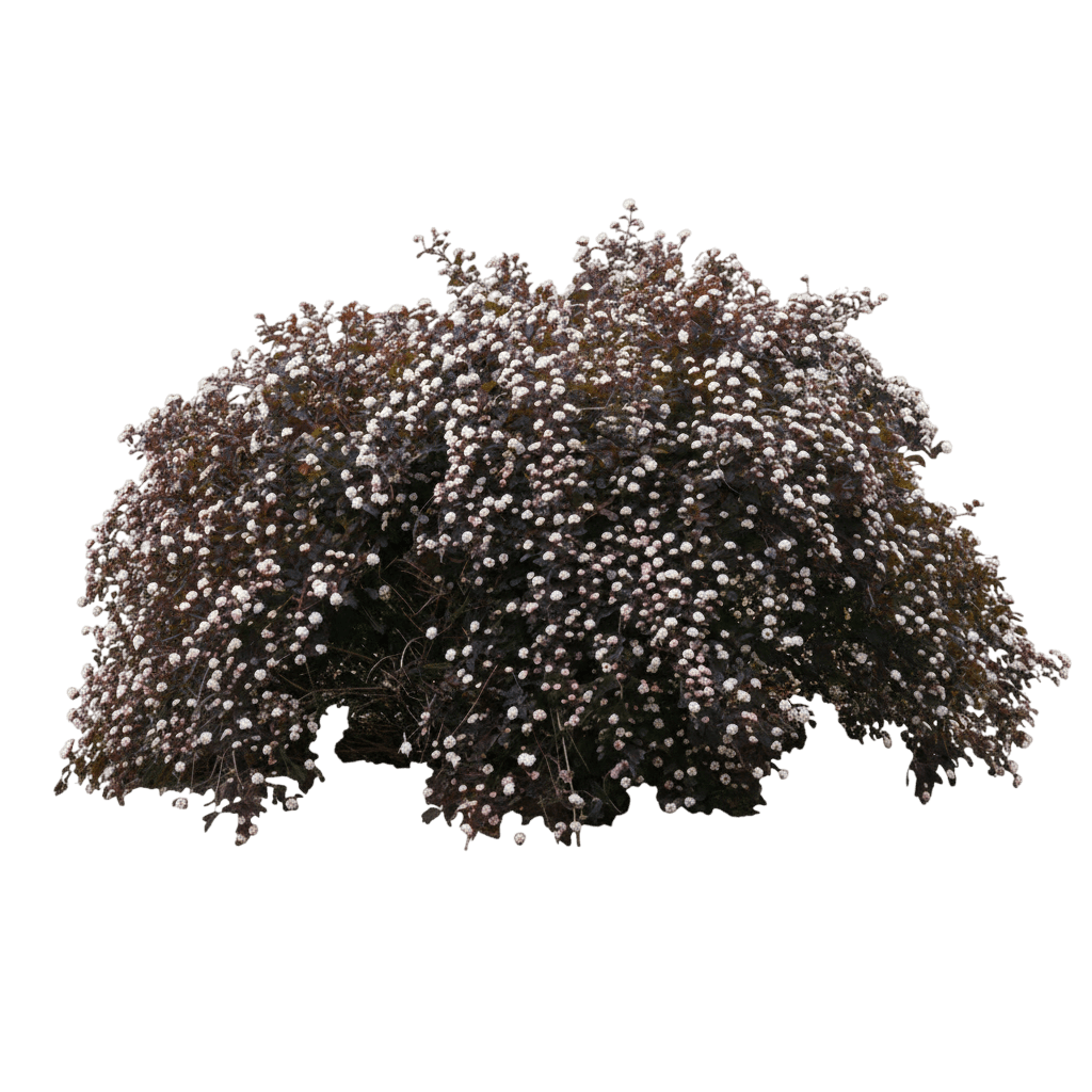 Summer Wine® Black Ninebark (Physocarpus Opulifolius Summer Wine Black 'Smnpms') - Ground Layers