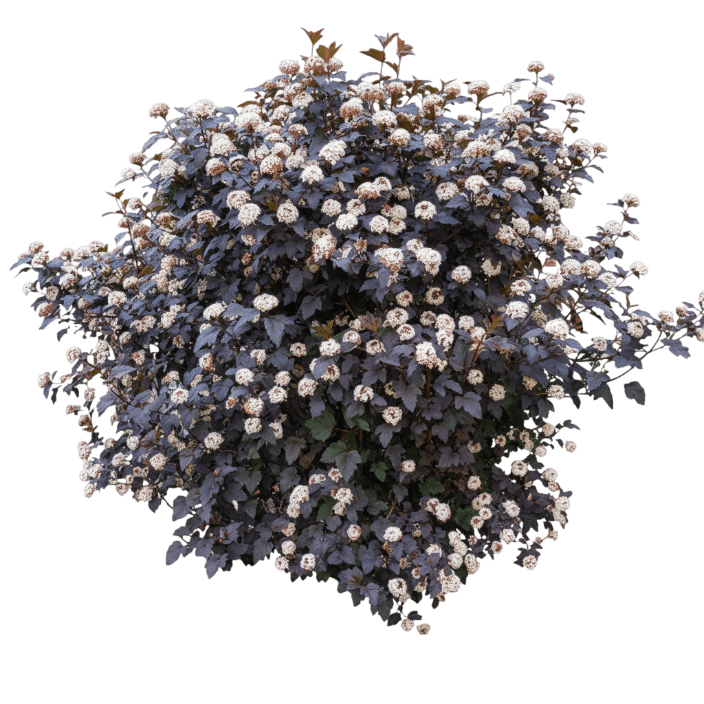 Summer Wine® Ninebark (Physocarpus Opulifolius Summer Wine 'Seward') - Ground Layers