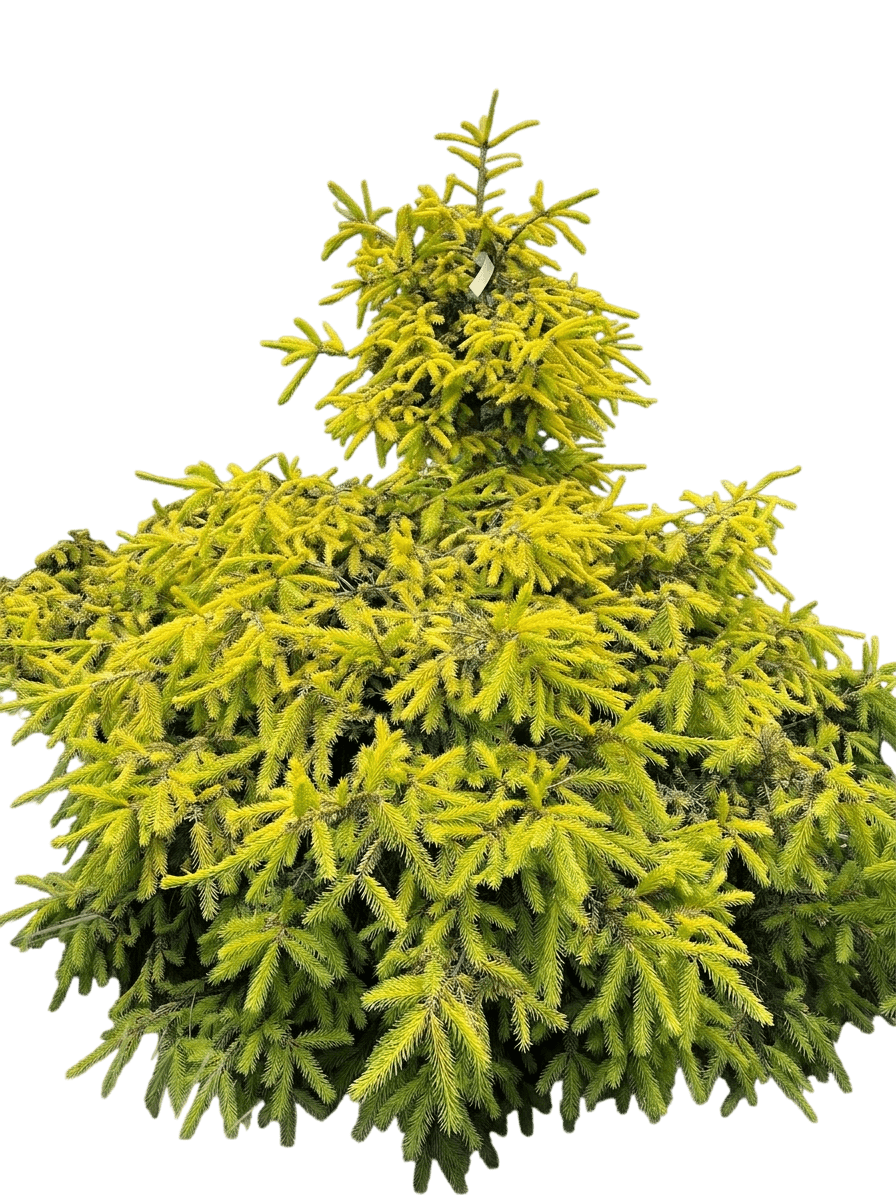 Pusch Dwarf Norway Spruce (Picea Abies 'Pusch') - Ground Layers