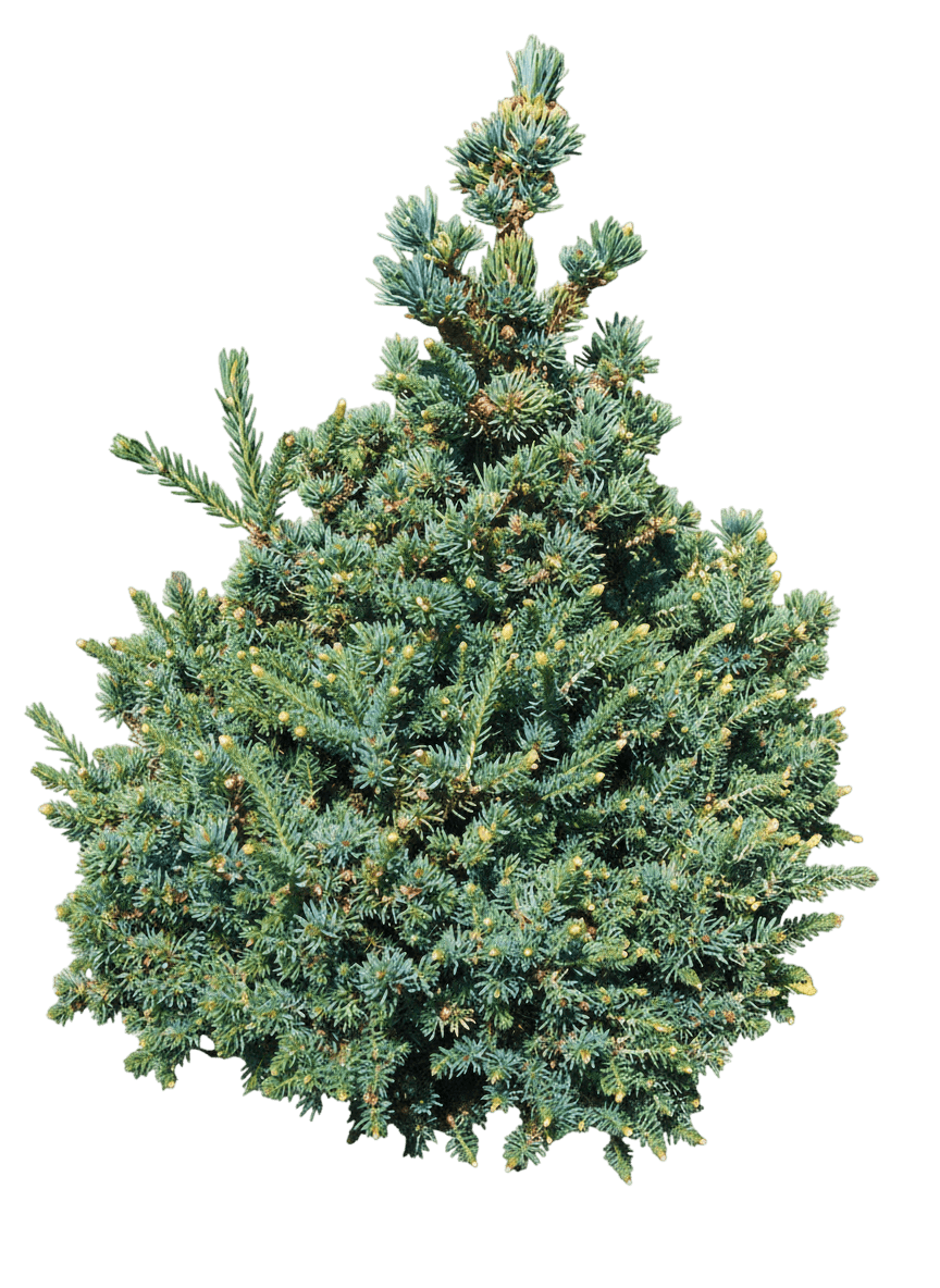 Spruce, North Star *Call For Availability* (Picea Glauca 'North Star') - Evergreen Trees