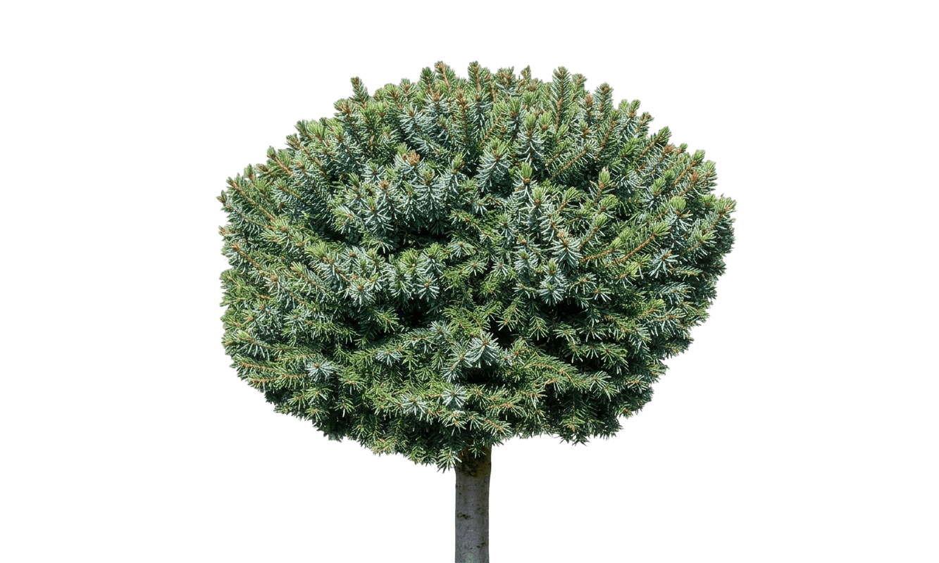 Kamenz Dwarf Serbian Spruce Standard (Picea Omorika Standard 'Kamenz') - Ground Layers