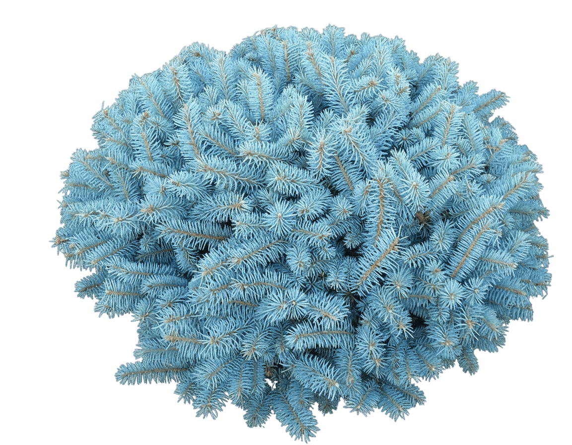 Globe Blue Spruce (Picea Pungens 'Glauca Globosa') - Evergreen Trees