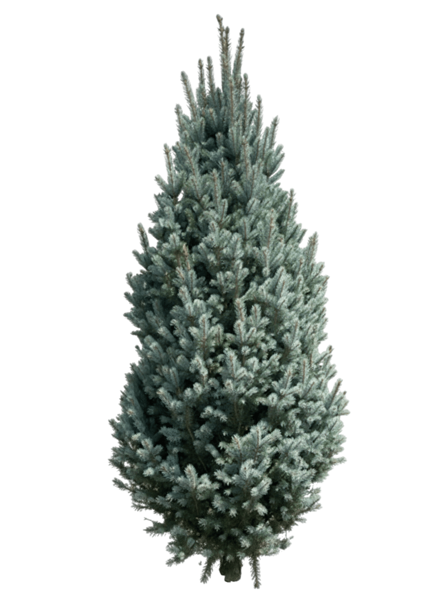 Spruce, Blue Totem (Picea Pungens Fastiglata Wells ‘Blue Totem’) - Evergreen Trees