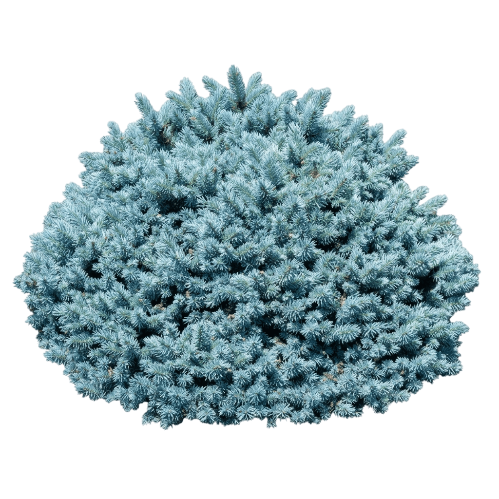 Moonstone® Globe Blue Spruce (Picea Pungens Moonstone 'Inhwb') - Evergreen Trees