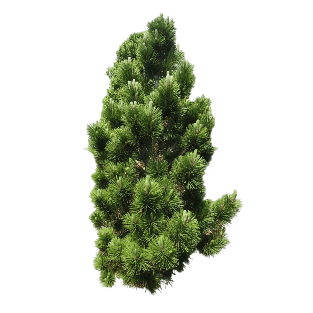Pine, Emerald Arrow Bosnian (Pinus Heldreichii Leucodermis 'Emerald Arrow') - Evergreen Trees