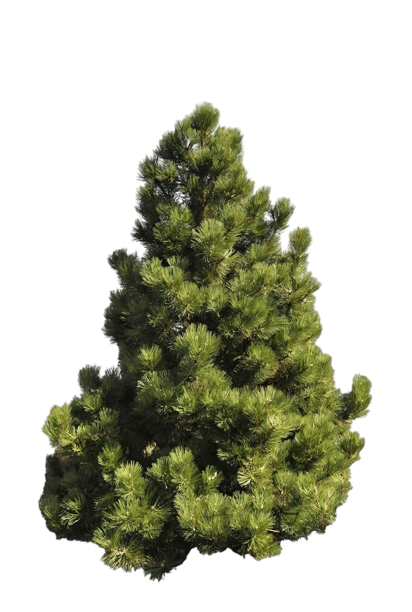 Compact Gem Bosnian Pine (Pinus Heldreichii Var. Leucodermis 'Compact Gem') - Evergreen Trees