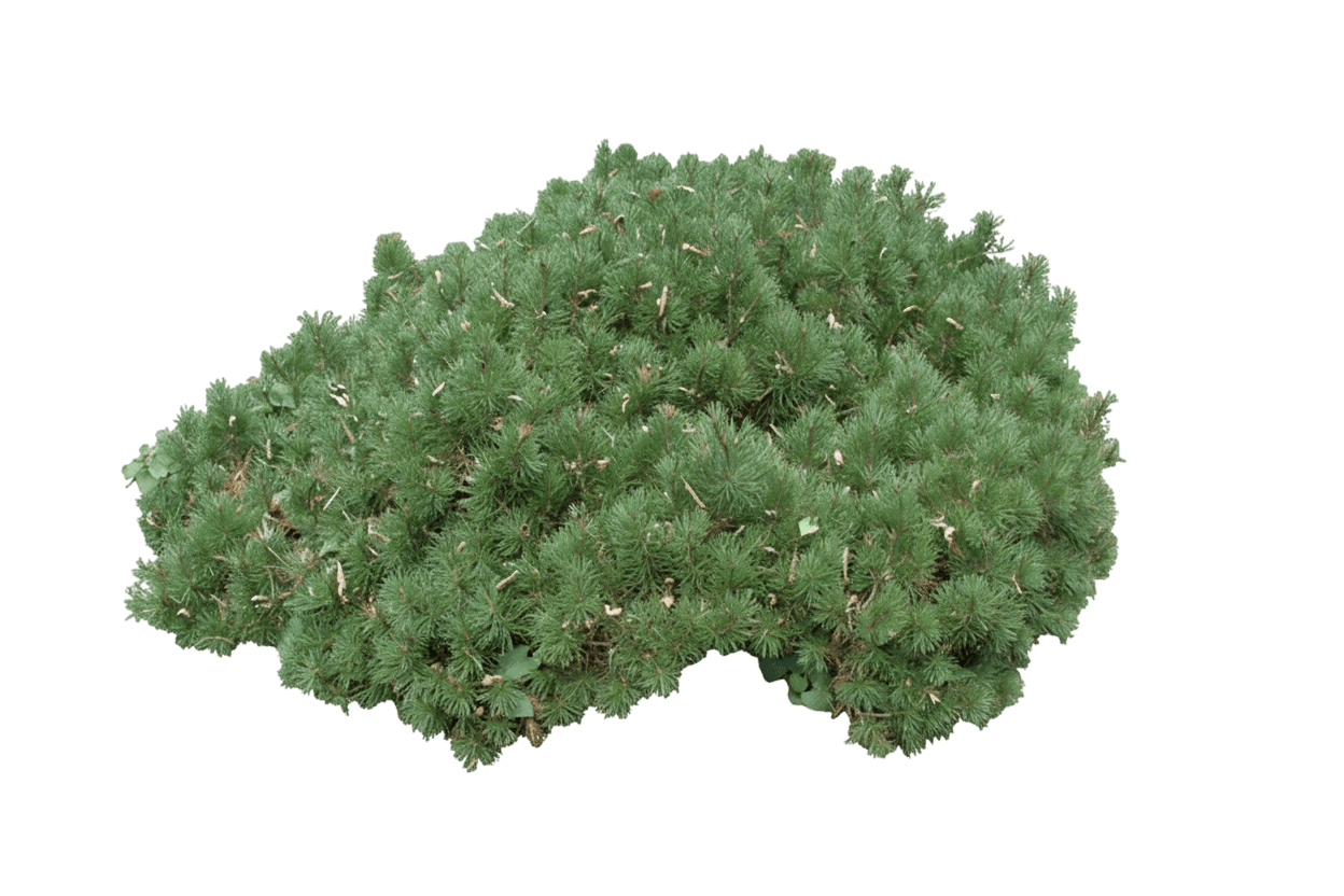 Mugo, Tyrolean (Pinus Mugo ‘Tyrolean’) - Ground Layers