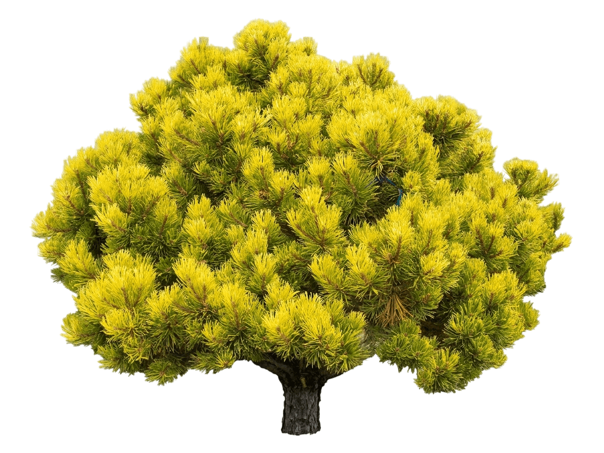 Golden Mugo Pine Standard (Pinus Mugo 'Aurea') - Evergreen Trees