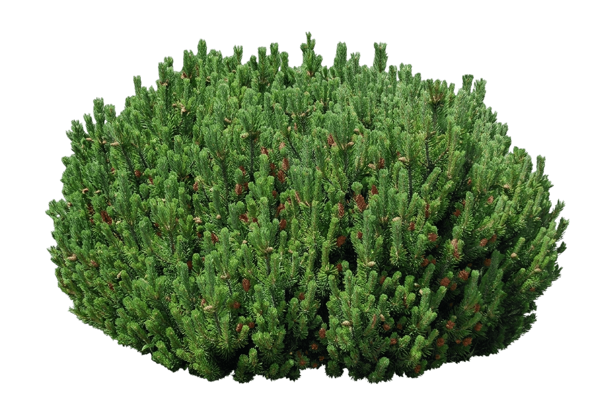 Sherwood Compact Mugo Pine (Pinus Mugo 'Sherwood Compact') - Evergreen Trees