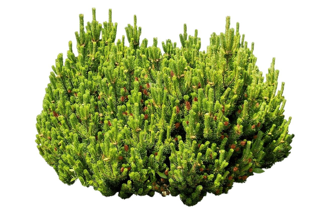 Wintersonne Mugo Pine (Pinus Mugo 'Wintersonne') - Evergreen Trees