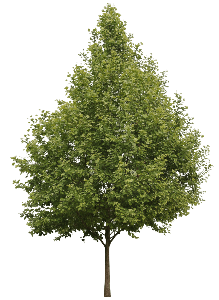 Exclamation!™ Planetree (Platanus X Acerifolia Exclamation! 'Morton Circle') - Shade Trees