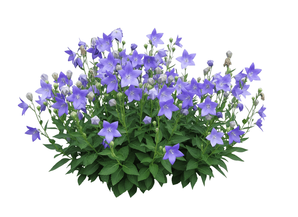 Balloon Flower, Sentimental Blue (Platycodon Grandiflorus 'Sentimental Blue') - Perennials