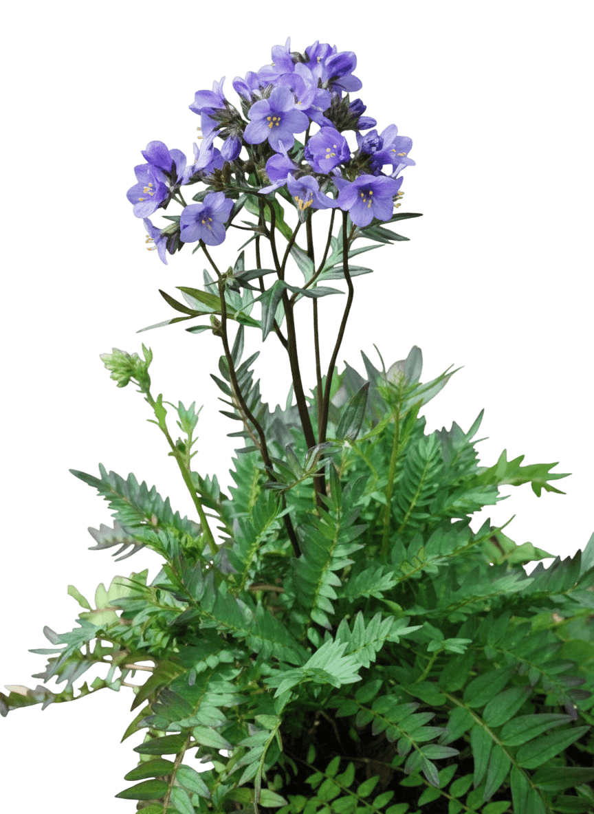 Jacob'S Ladder (Polemonium Caeruleum 'Bressingham Purple') - Perennials