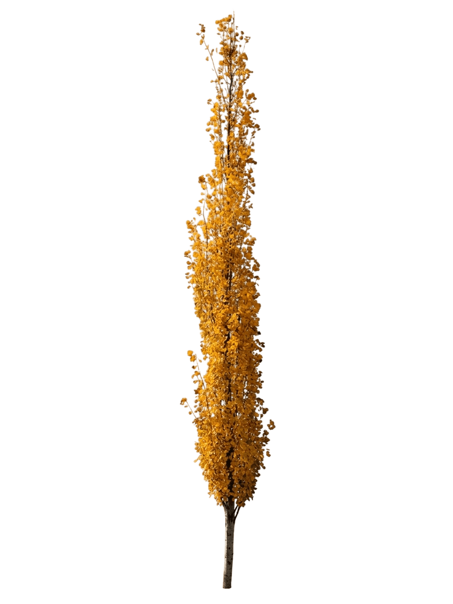 Mountain Sentinel® Aspen Low Branch (Populus Tremuloides Mountain Sentinel 'Jfs-Column') - Shade Trees