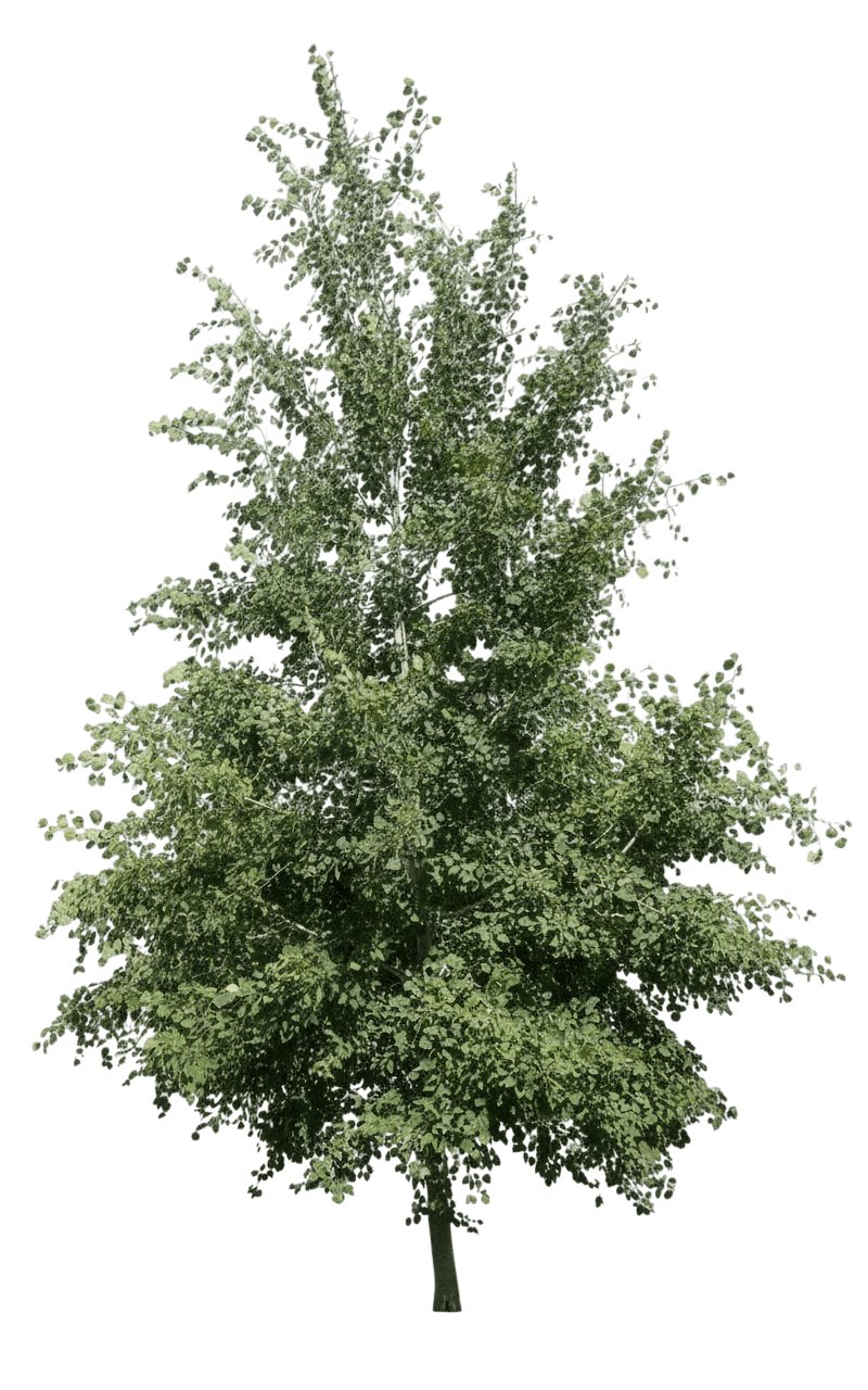 Prairie Gold® Aspen (Poplar) (Populus Tremuloides Prairie Gold 'Ne Arb') - Shade Trees