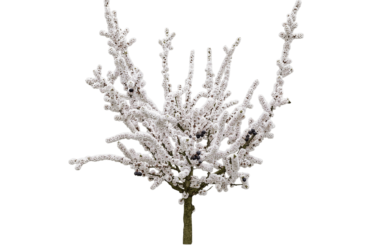 Black Fruited Nanking Cherry (Prunus Tomentosa 'Nigra') - Ground Layers