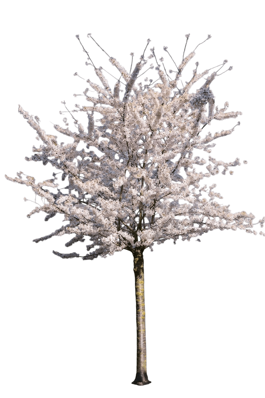 'Easy As Pie™' Cherry (Prunus X 'Easy As Pie™') - Flowering Trees