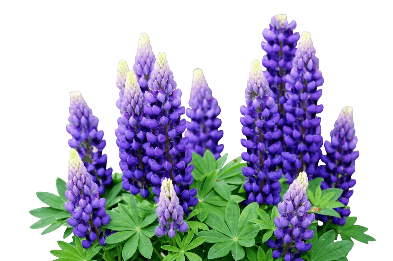 Staircase™ Purple Lupine (Purple Lupine 'Staircase') - Perennials