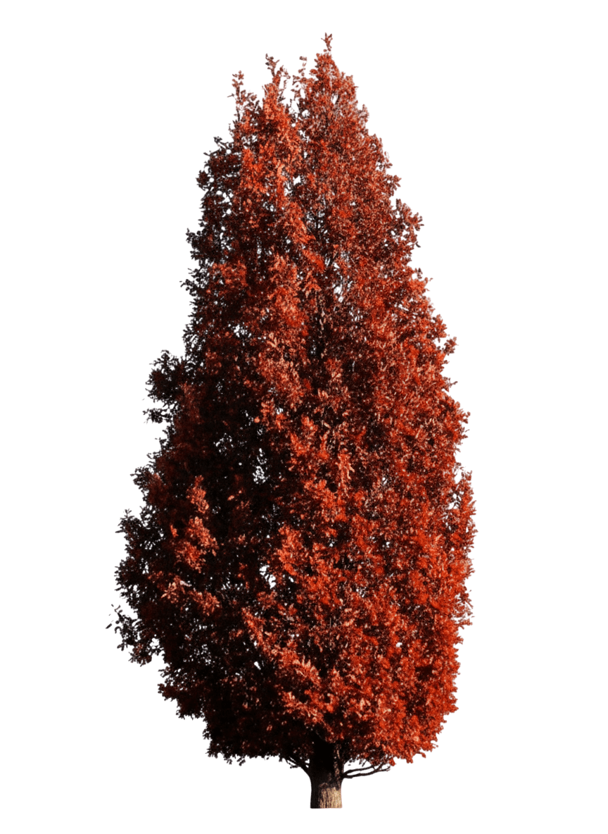 Crimson Spire™ Oak Low Branched (Quercus Alba X Robur Crimson Spire 'Crimschmidt') - Shade Trees