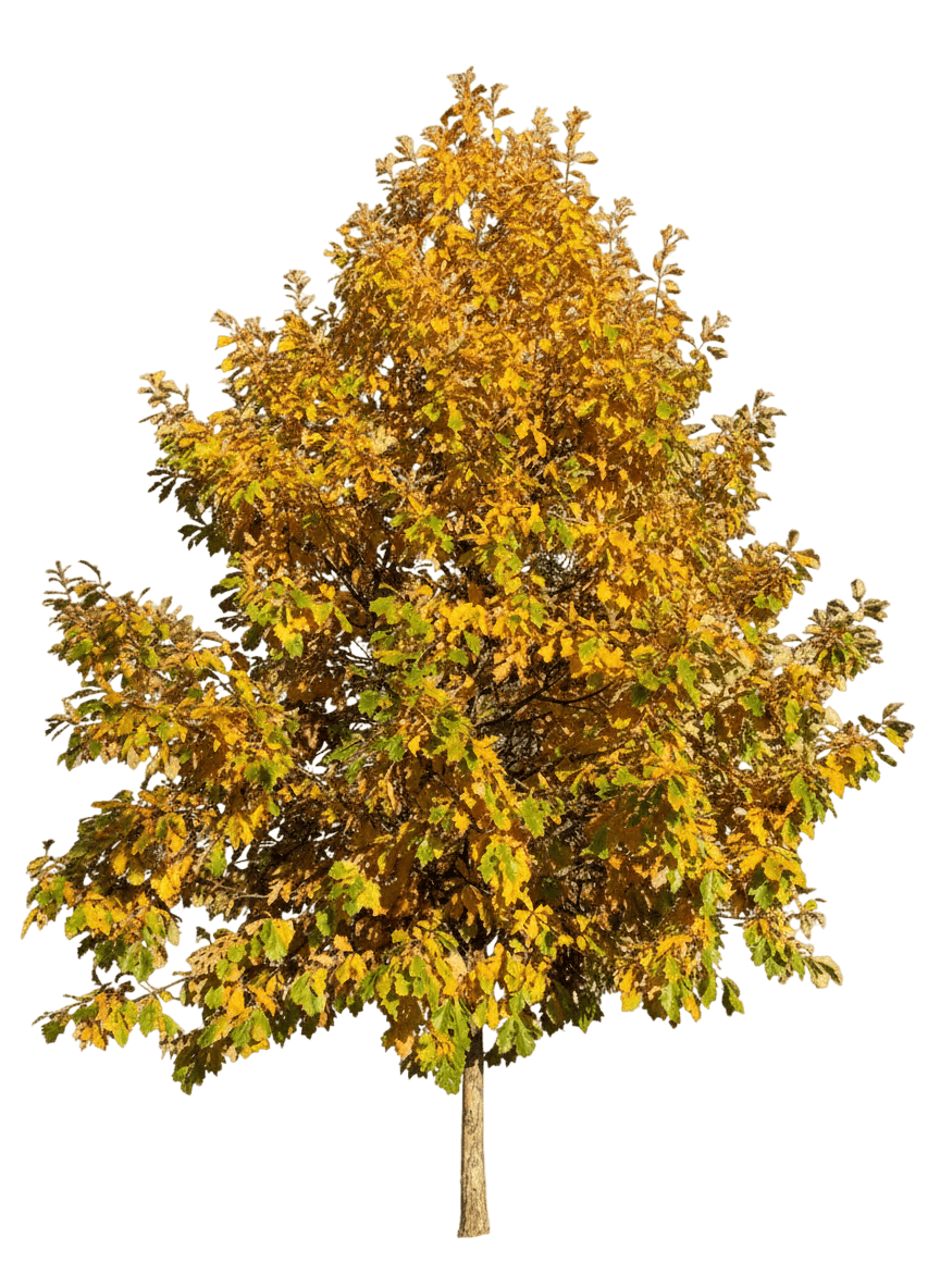 American Dream® Swamp White Oak (Quercus Bicolor American Dream 'Jfs-Kw12') - Shade Trees