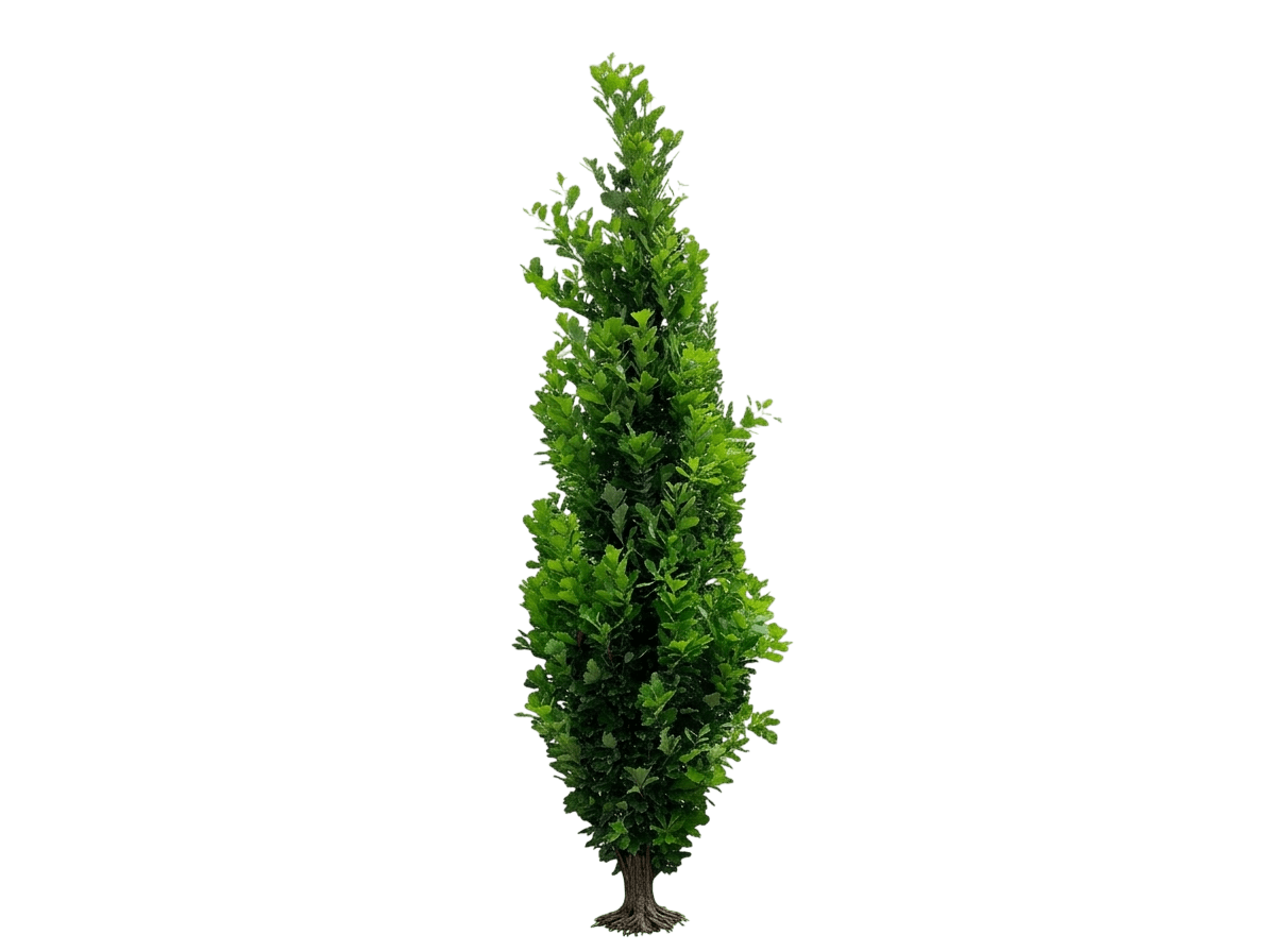 Kindred Spirit Oak Low Branched (Quercus Robur X Bicolor Kindred Spirit 'Nadler') - Shade Trees