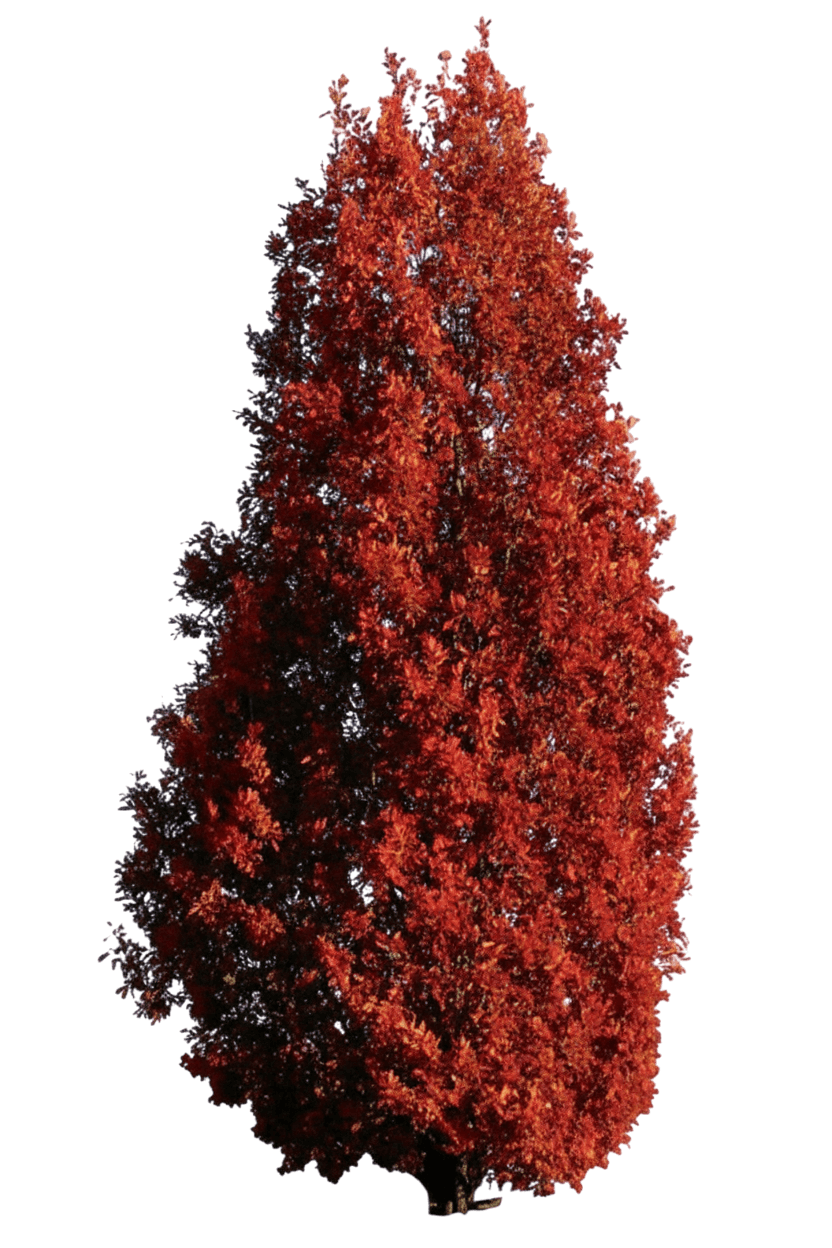 Oak, Crimson Spire® (Quercus Robur X Q. Alba 'Crimschmidt') - Shade Trees