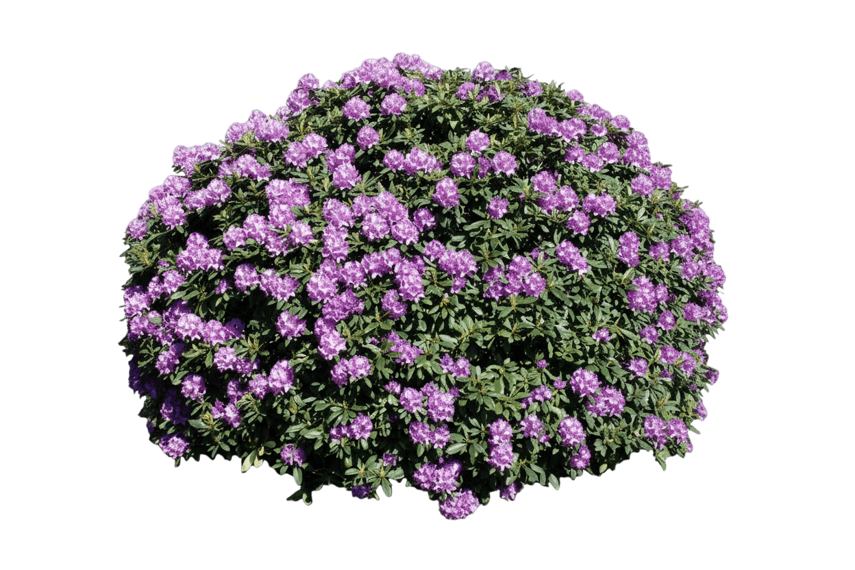 Elegant Rose Rhododendron (Roseum Elegan (Rhododendron Catawbiense 'Roseum Elegans') - Ground Layers