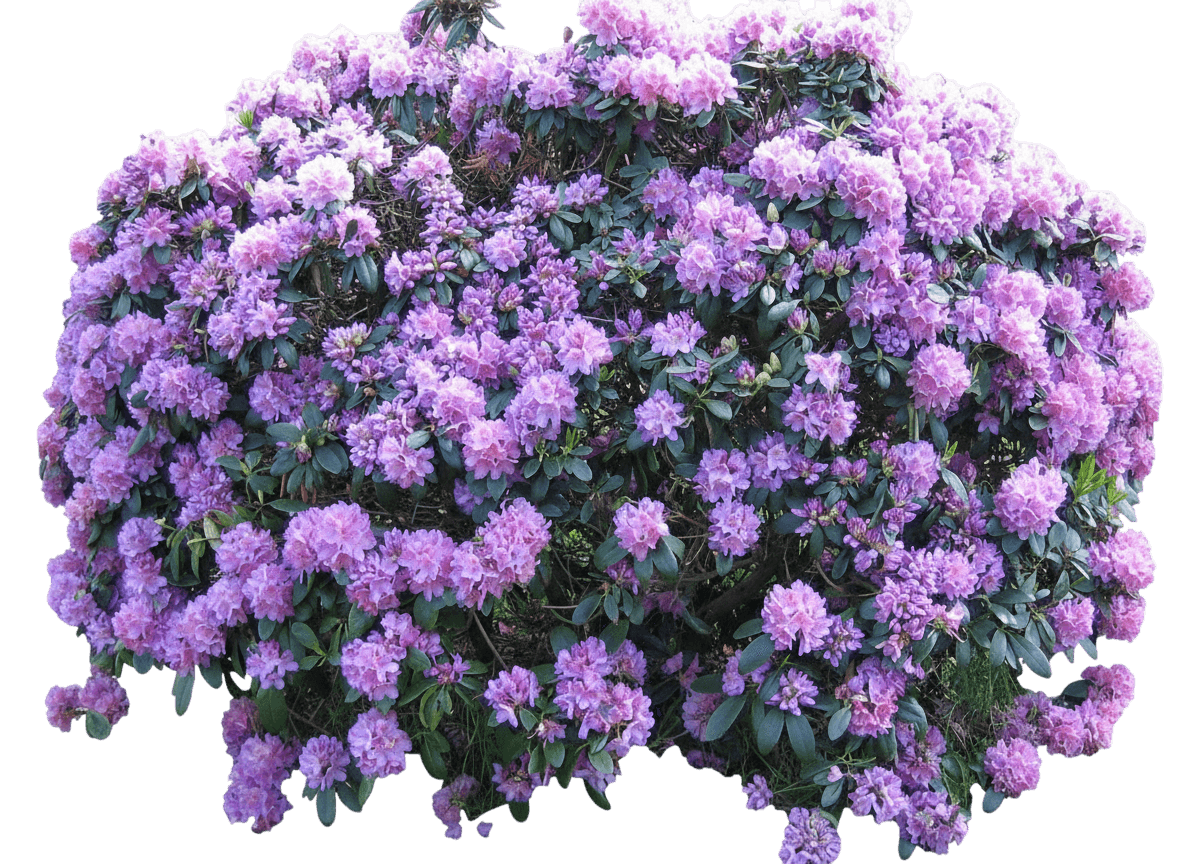 Nova Zembla Rhododendron (Rhododendron Catawbiense Grandiflorum 'Nova Zembla') - Ground Layers