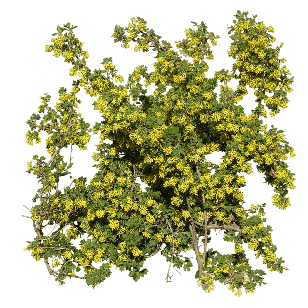 Currant, Crandall Clove (Ribes Odoratum 'Crandall') - Ground Layers