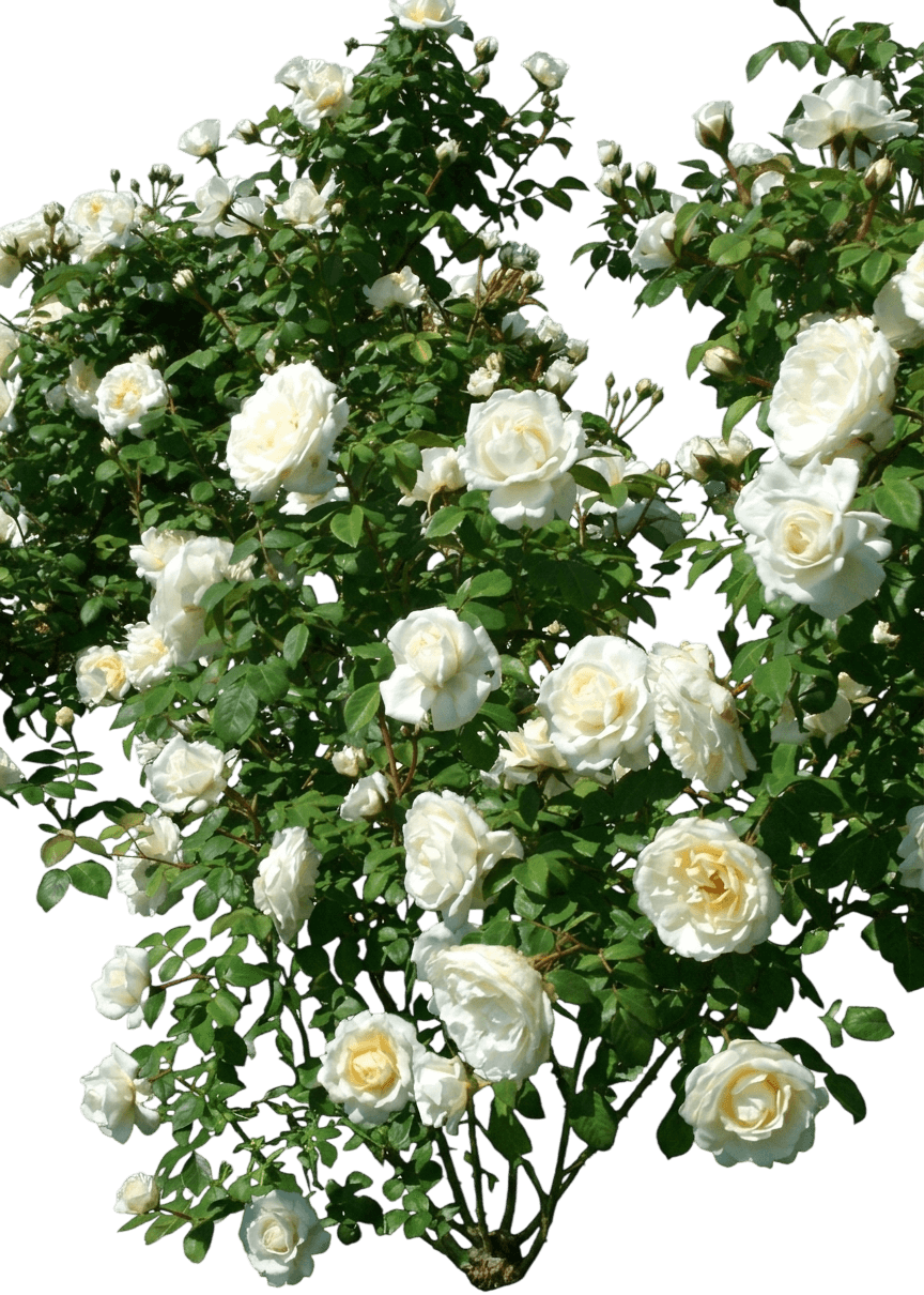 Cloud 10™ Climbing Rose (Rosa Cloud 10 'Radclean') - Perennials