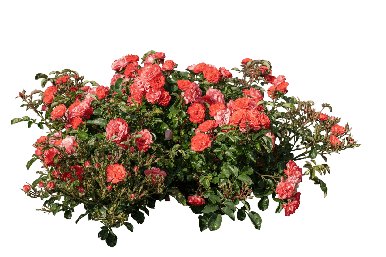 Coral Drift® Rose (Rosa Coral Drift 'Meidrifora') - Ground Layers