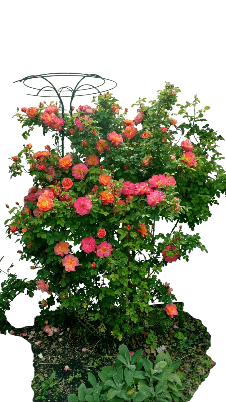 Fruity Petals™ Climbing Rose (Rosa Fruity Petals 'Radpetals') - Ground Layers