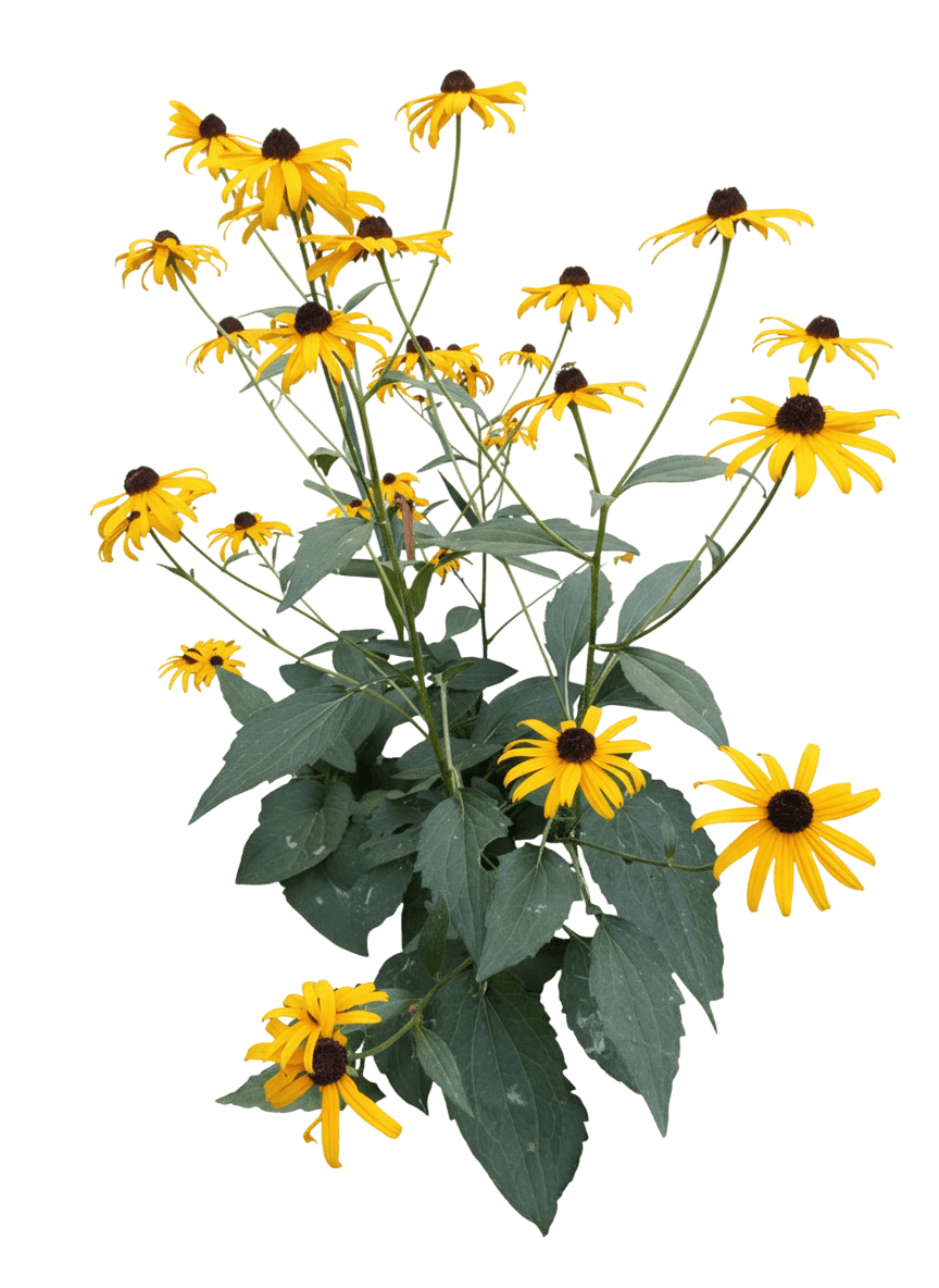 Black-Eyed Susan (Rudbeckia Fulgida Var. Sullivantii 'Goldsturm') - Perennials
