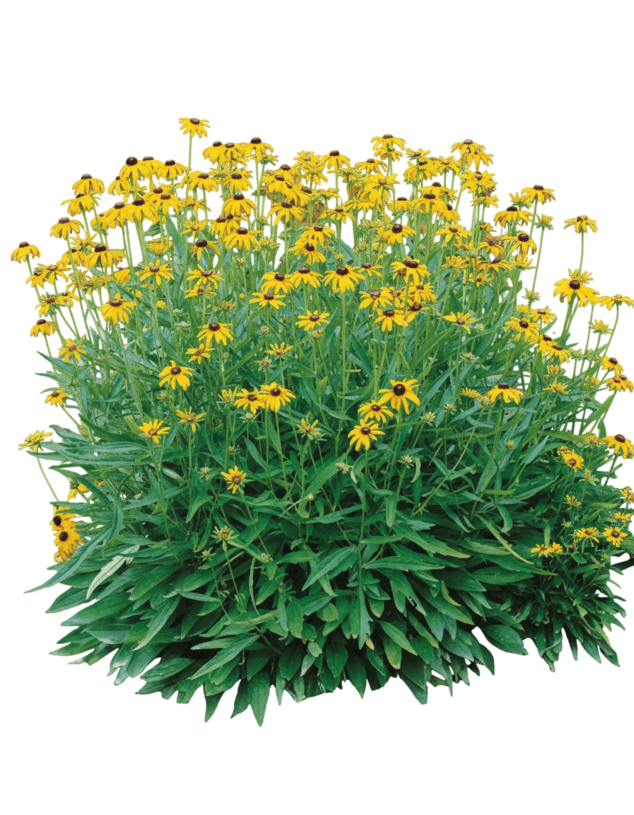 Viette'S Little Suzy Black Eyed Susan (Rudbeckia Fulgida Viette'S Little Suzy Var. Speciosa 'Blovi') - Perennials
