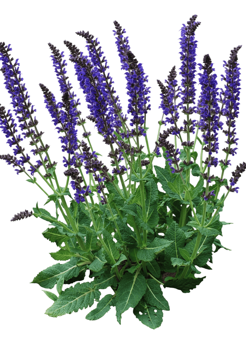 May Night Salvia (Salvia Nemorosa May Night 'Mainacht') - Perennials
