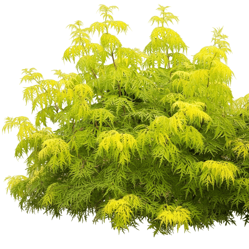 Lemony Lace® Elderberry (Sambucus Racemosa Lemony Lace 'Smnsrd4') - Ground Layers