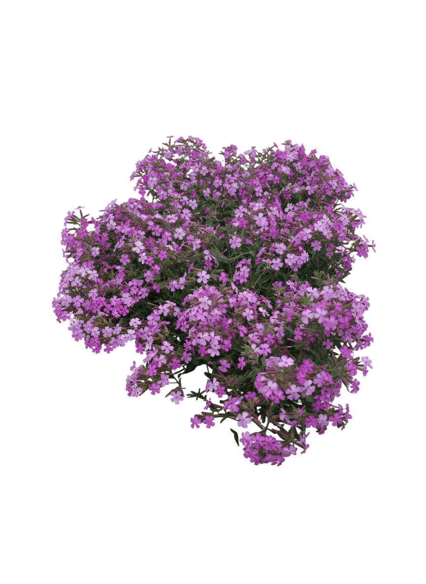 Rock Soapwort, Max Frei (Saponaria Lempergii 'Max Frei') - Perennials