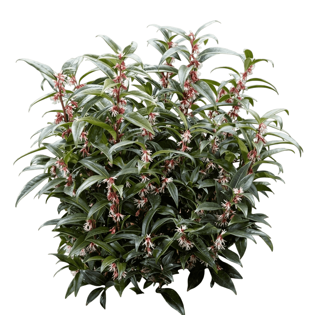 Tony Shilling Sweet Box (Sarcococca) (Sarcococca Hookeriana Var. Digyna 'Tony Schilling') - Ground Layers