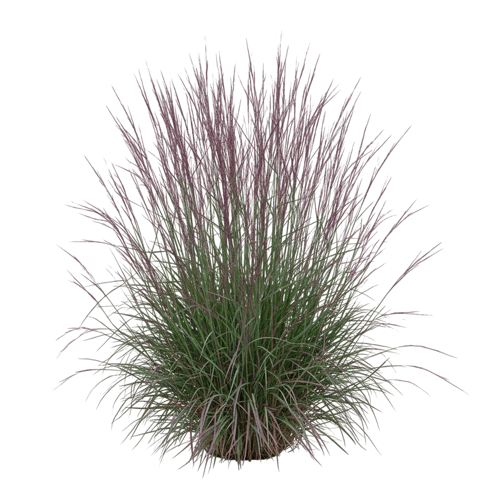 Twilight Zone Little Blue Stem Grass (Schizachyrium Scoparium 'Twilight Zone') - Grasses