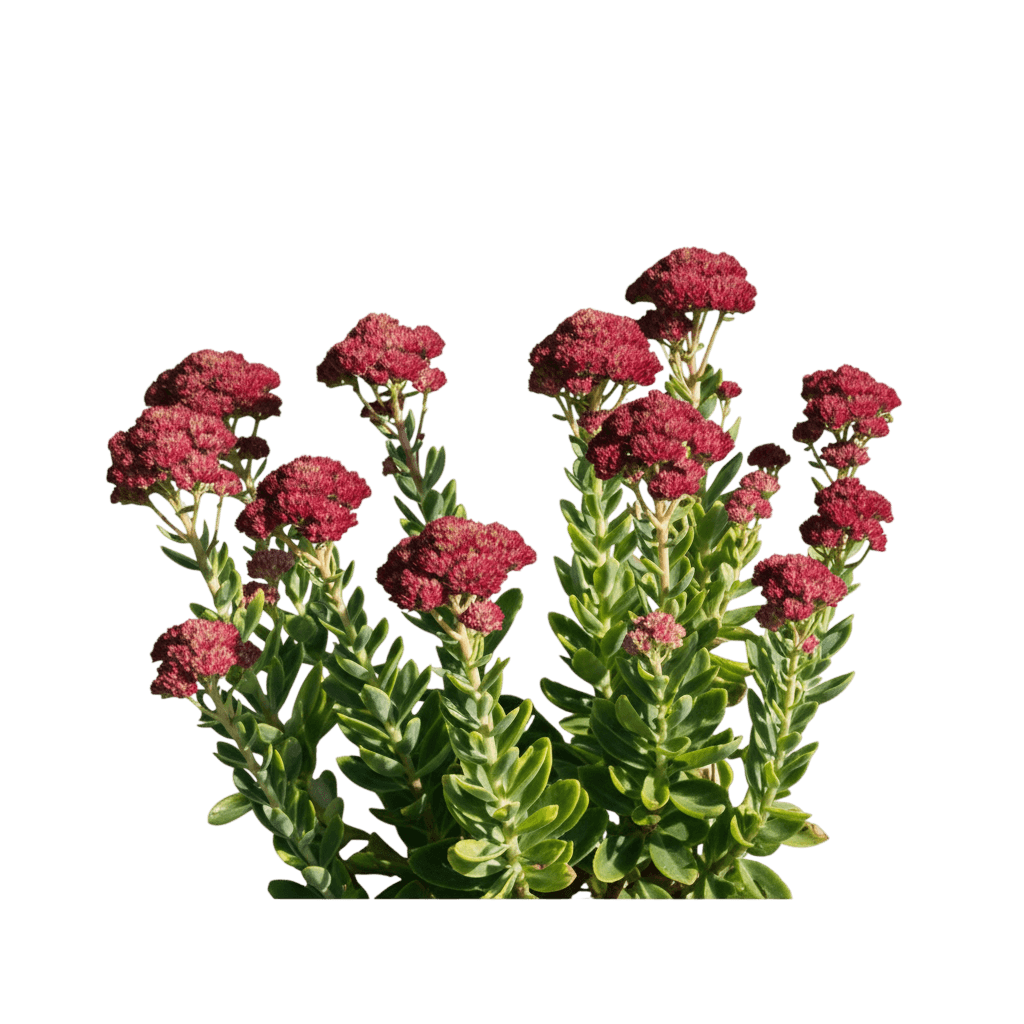 Autumn Joy Stonecrop (Sedum Spectabile Autumn Joy 'Herbstfreude') - Perennials