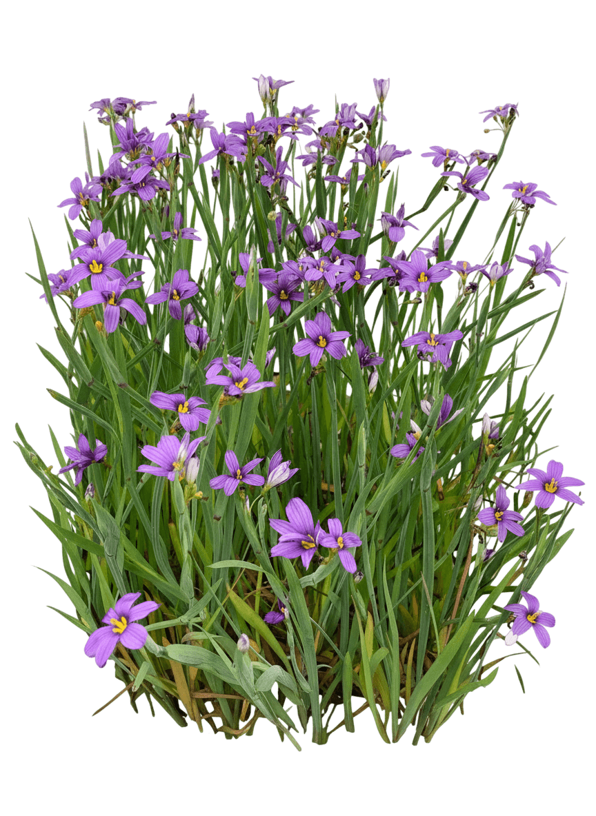 Moody Blues Blue Eyed Grass (Sisyrinchium Idahoense Var Macounii 'Moody Blues') - Perennials