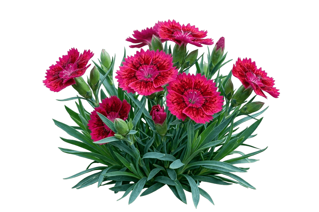 Fruit Punch® Spiked Punch Pinks (Spiked Punch 'Dianthus Fruit Punch') - Perennials