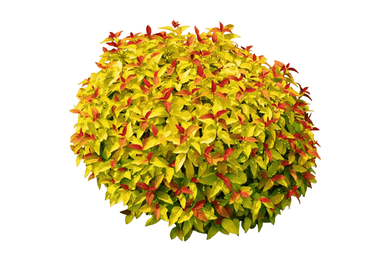 Double Play® Candy Corn® Spirea (Spiraea Japonica Double Play Candy Corn 'Ncsx1') - Ground Layers