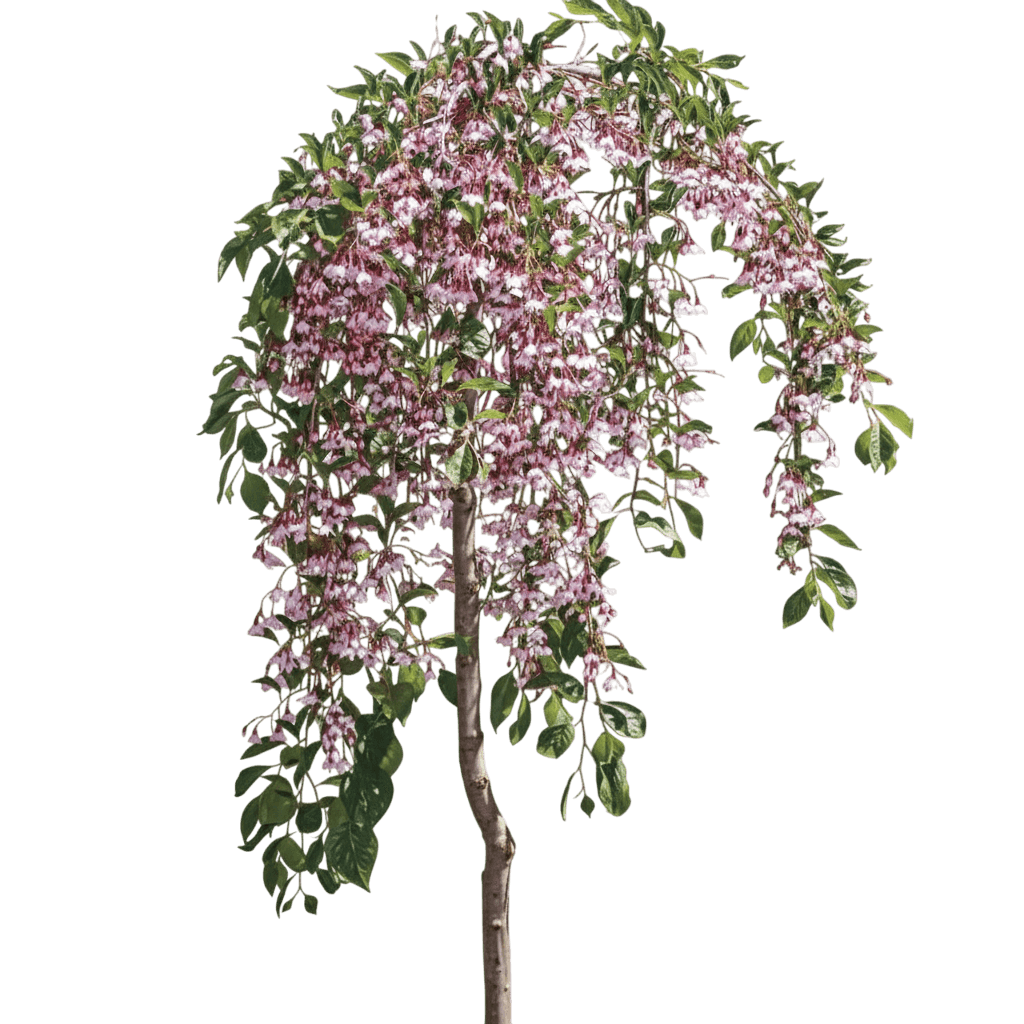Marley'S Pink Japanese Snowbell (Styrax Japonicus Marley'S Pink 'Jlweeping') - Flowering Trees