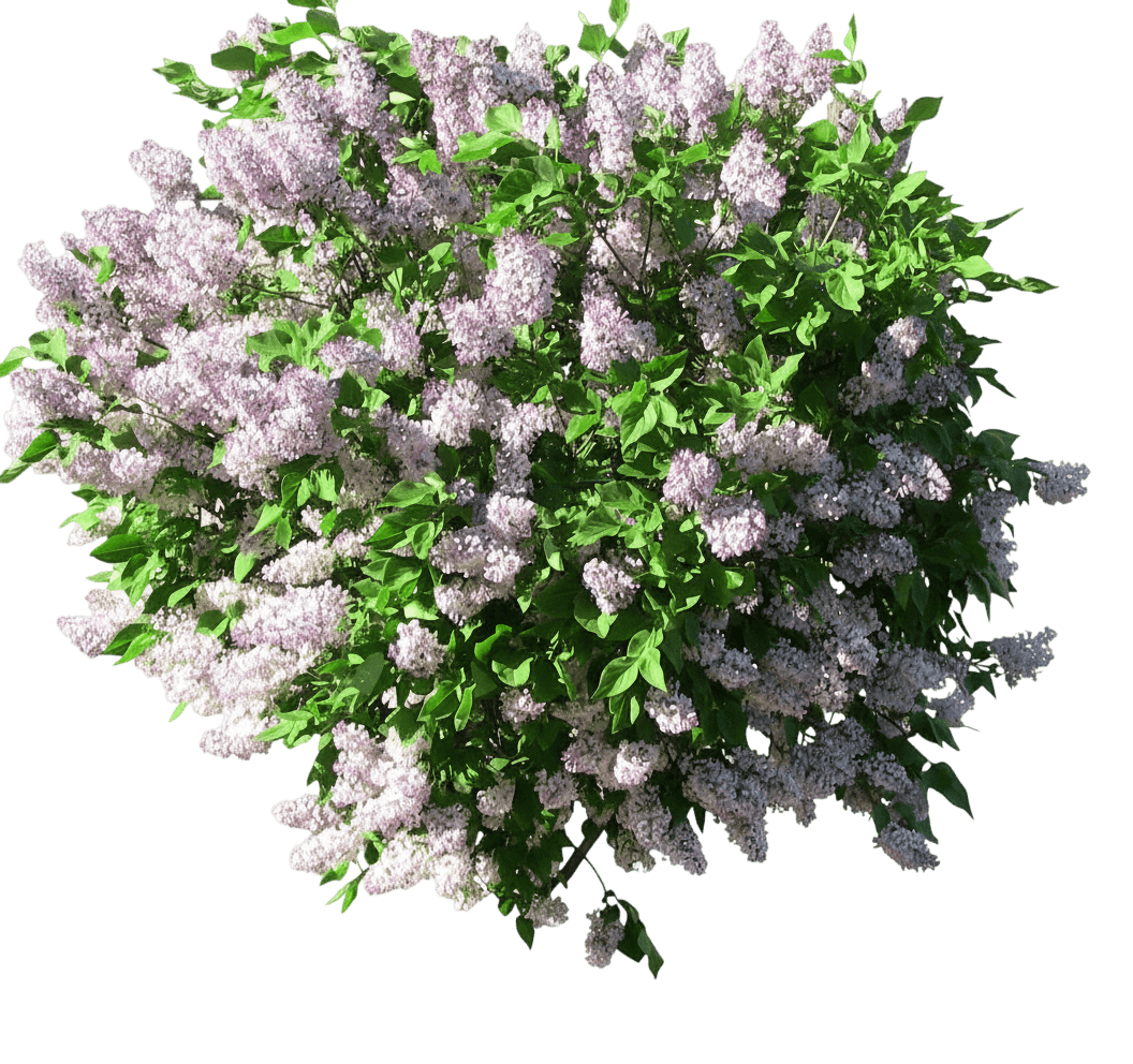 Lilac, Miss Kim Korean (Syringa Pubescens Subsp. Patula 'Miss Kim') - Ground Layers