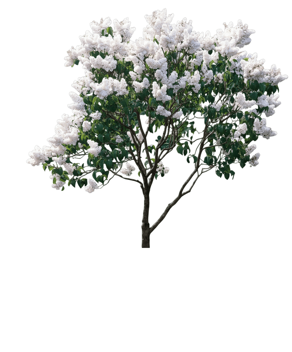 Lilac, Common White (Syringa Vulgaris Alba) - Ground Layers