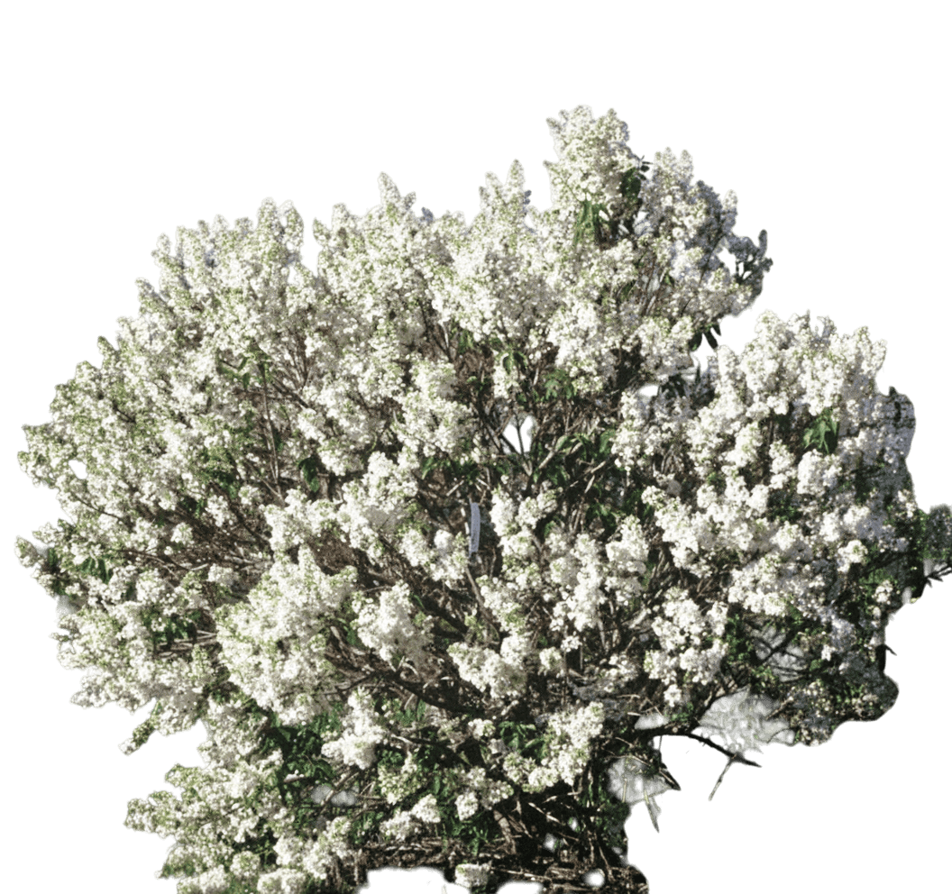 Lilac, Mount Baker (Syringa X Hyacinthiflora 'Mount Baker') - Ground Layers